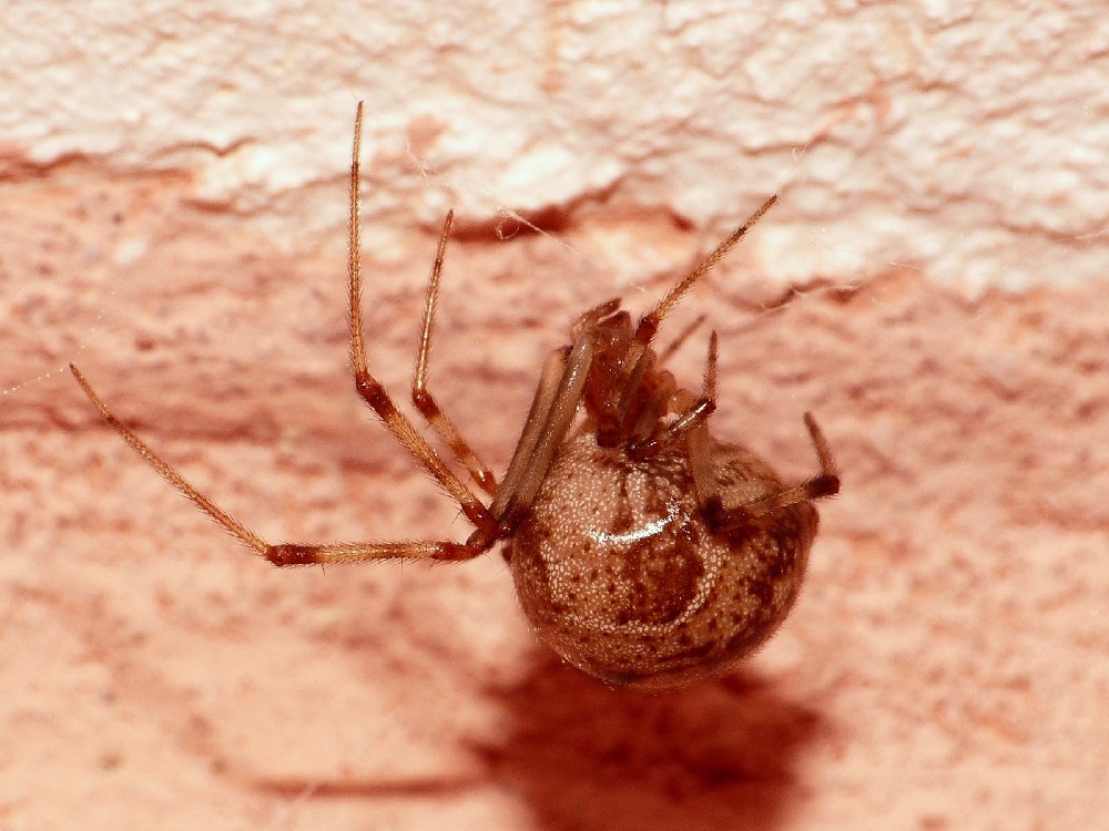 Parasteatoda tepidariorum - S. Teresa Gallura (OT)